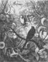 Philomle et Progn (Gustave Dor)
